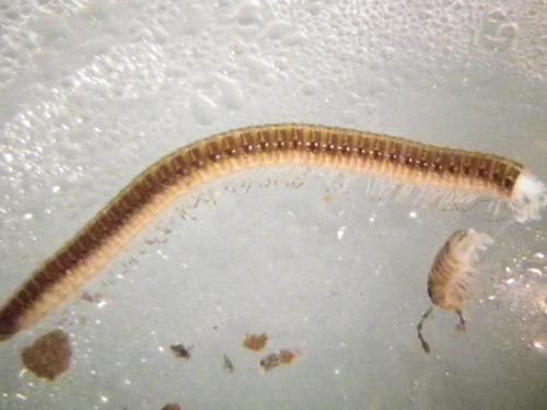 Leptoiulus belgicus